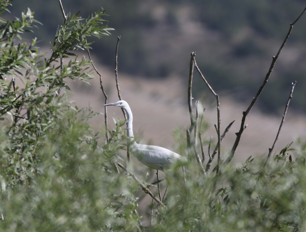 Little Egret - John King