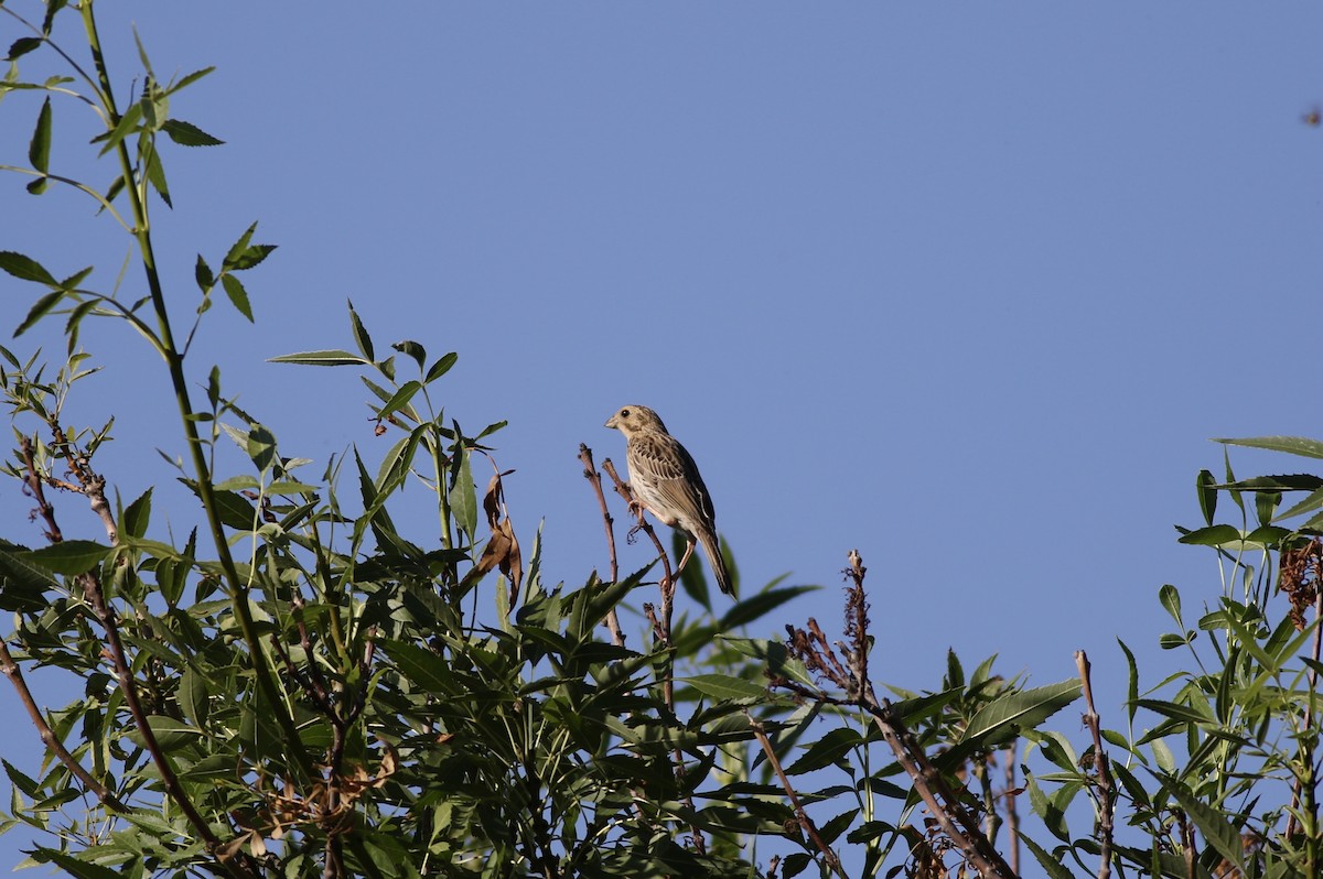 Corn Bunting - John King