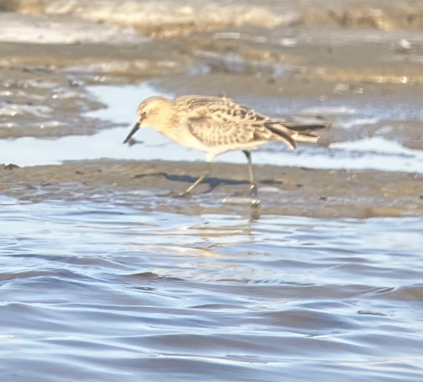 Baird's Sandpiper - ML484803291