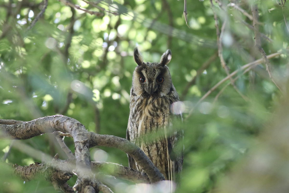 Kulaklı Orman Baykuşu (otus/canariensis) - ML484803421