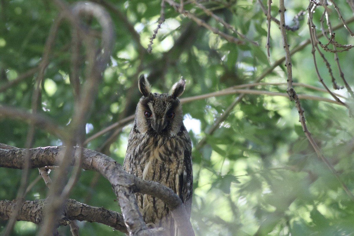 Сова вухата (підвид otus/canariensis) - ML484803521