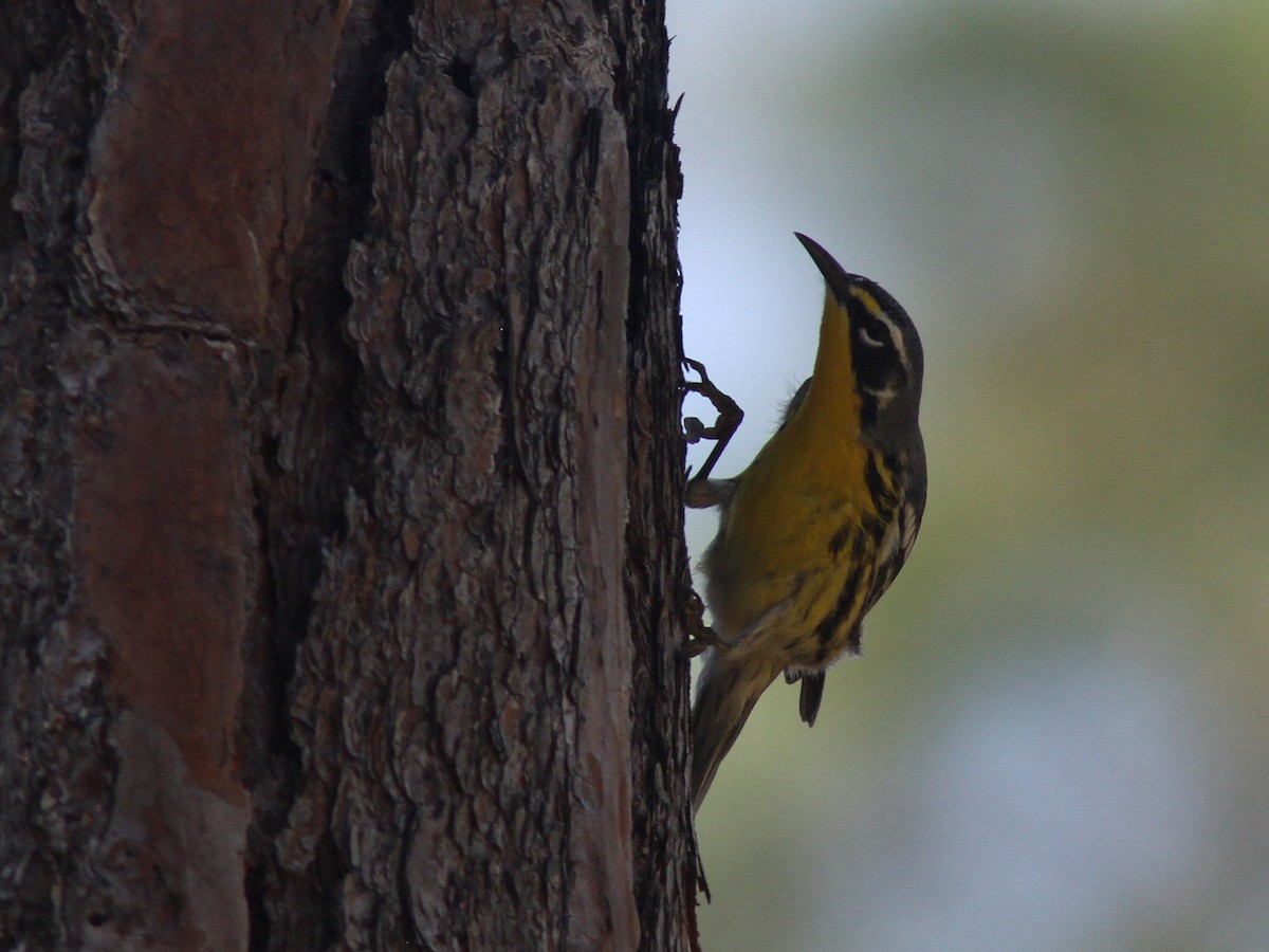 Bahama Warbler - ML48480881