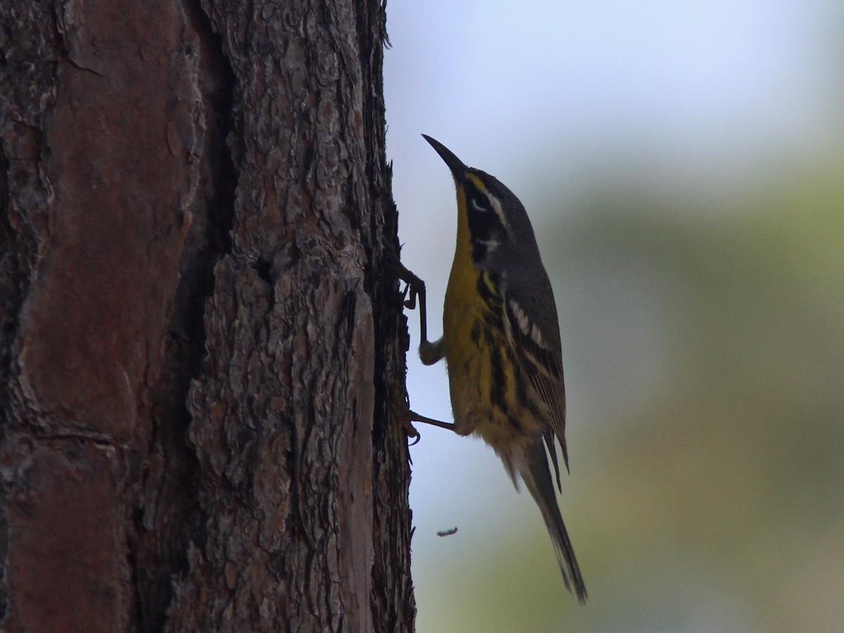 Bahama Warbler - ML48480891