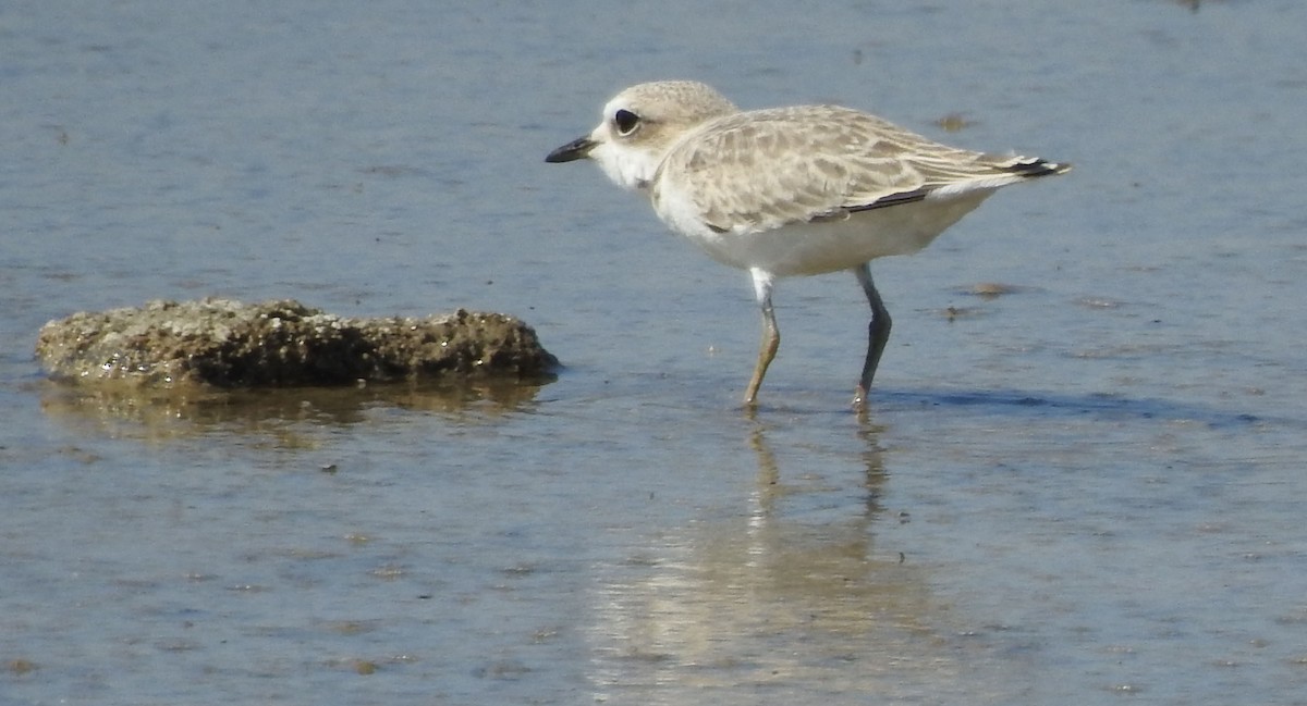 Snowy Plover - Naomi Goodman