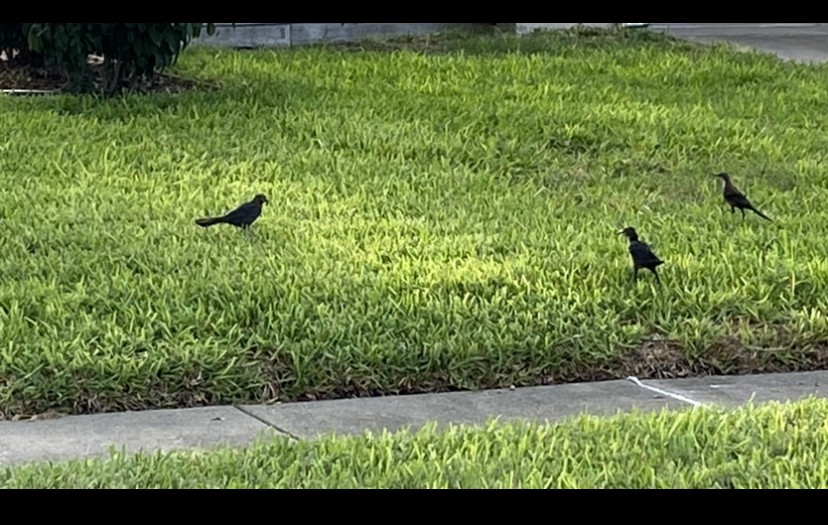 Great-tailed Grackle - ML484812341