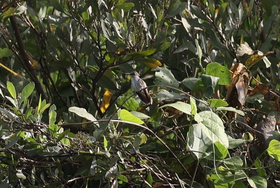 Olive-spotted Hummingbird - ML484812681