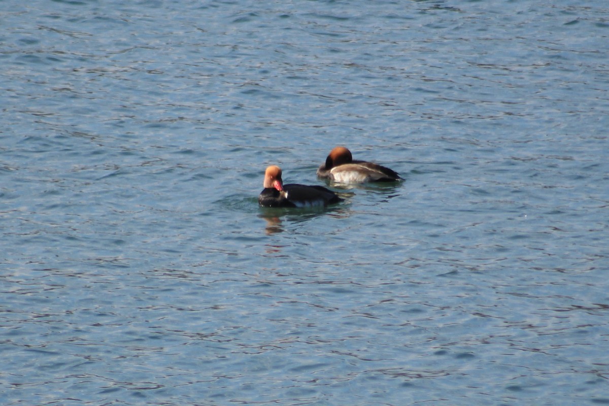 Red-crested Pochard - ML48481281