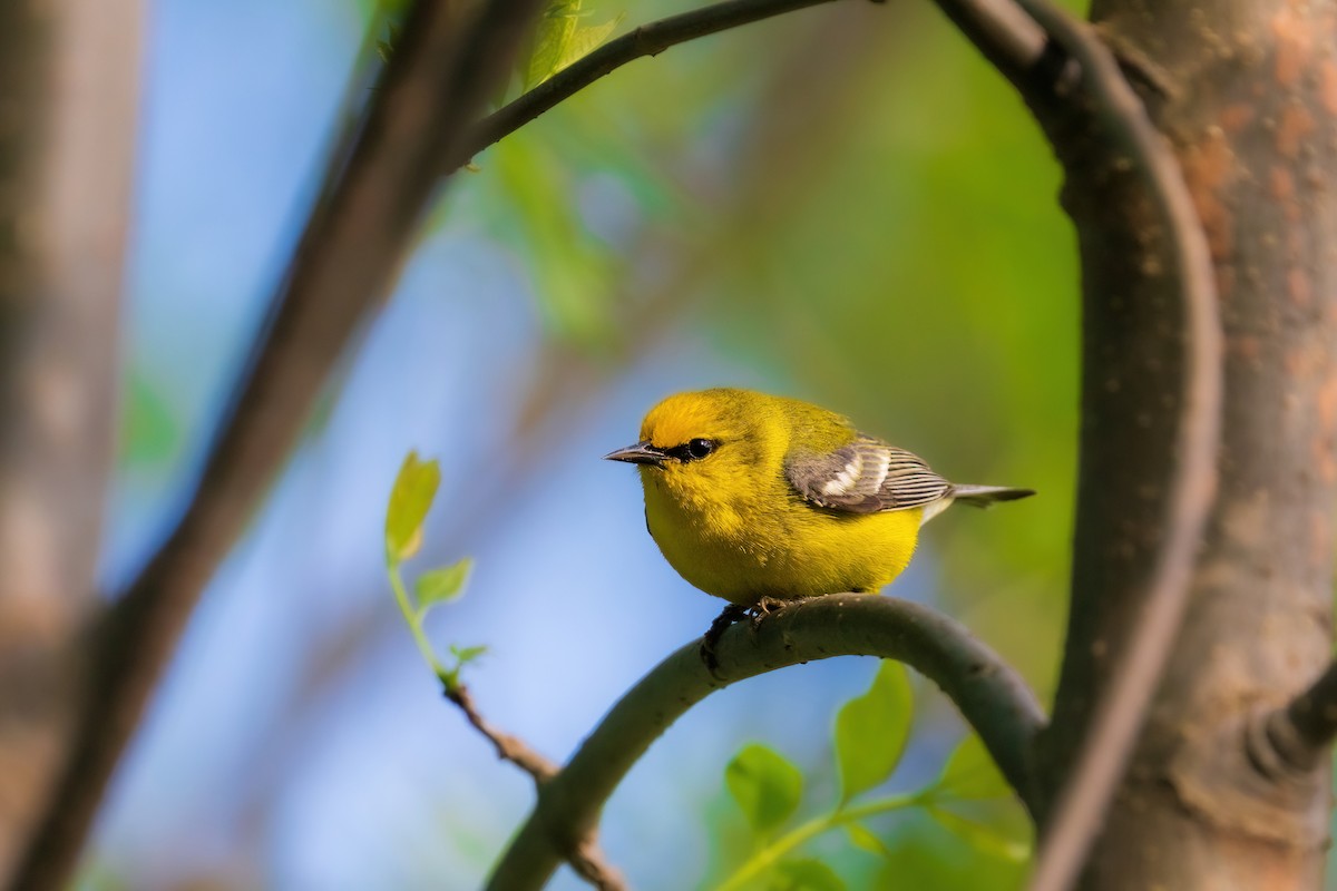 Blue-winged Warbler - Isaac Polanski