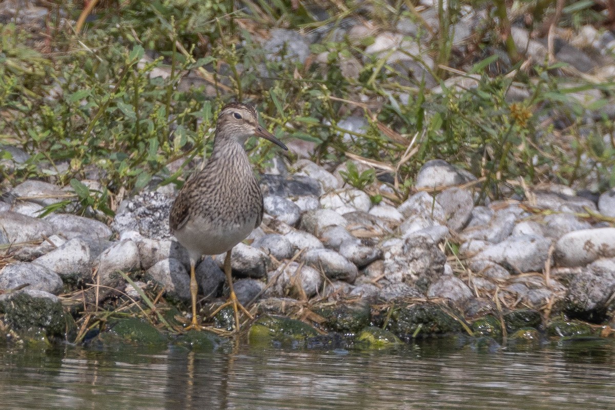 Pectoral Sandpiper - ML484815581