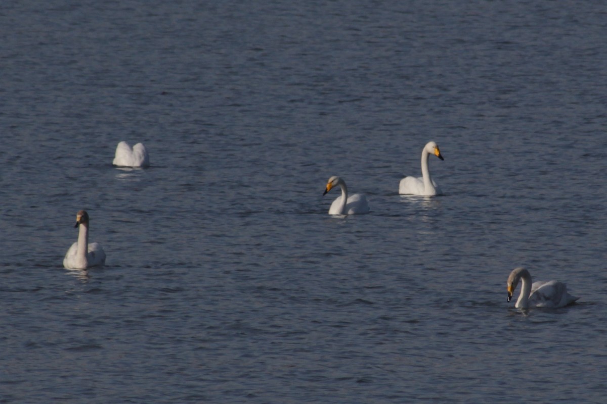 Cygne chanteur - ML48481571