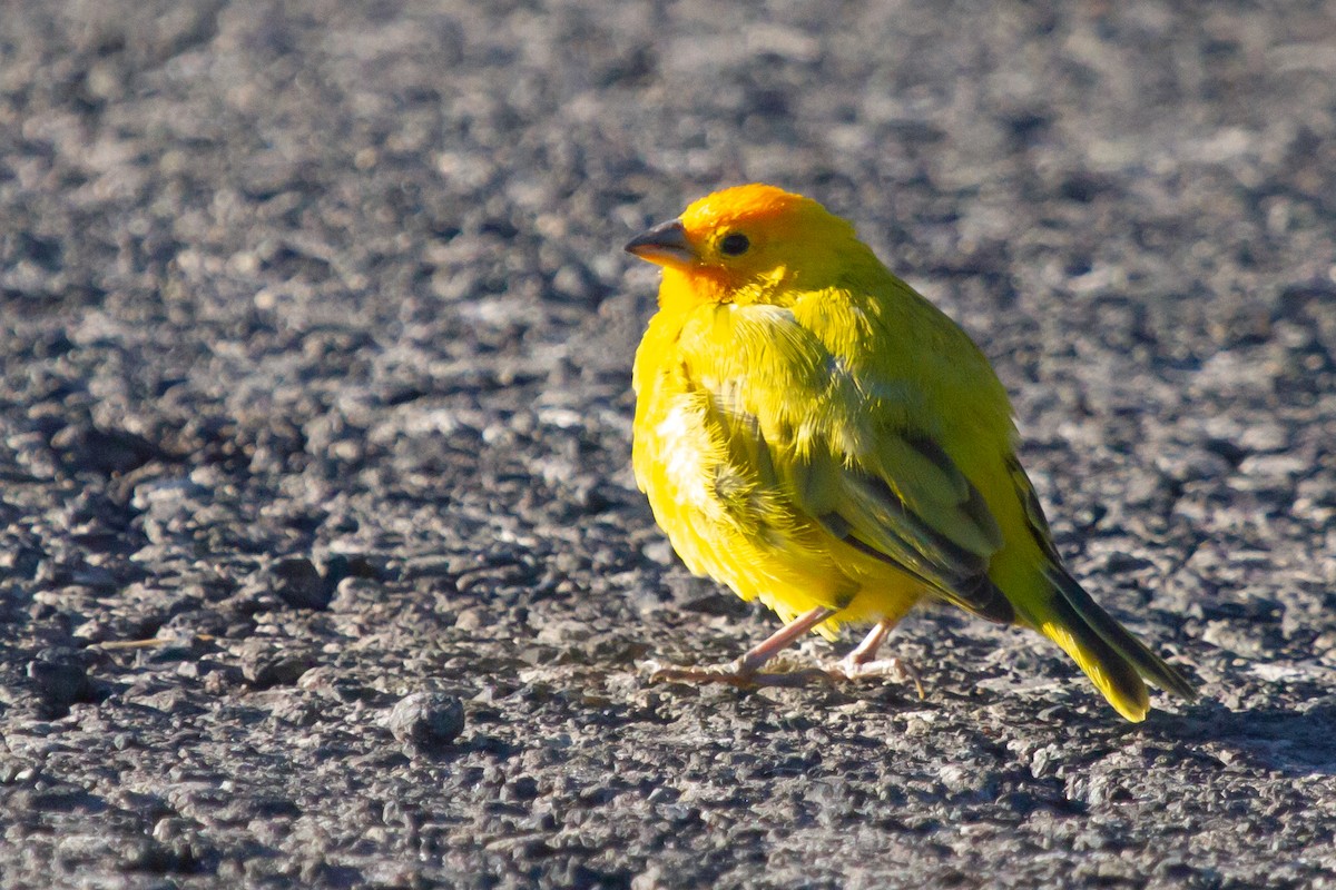 Saffron Finch - ML484816071