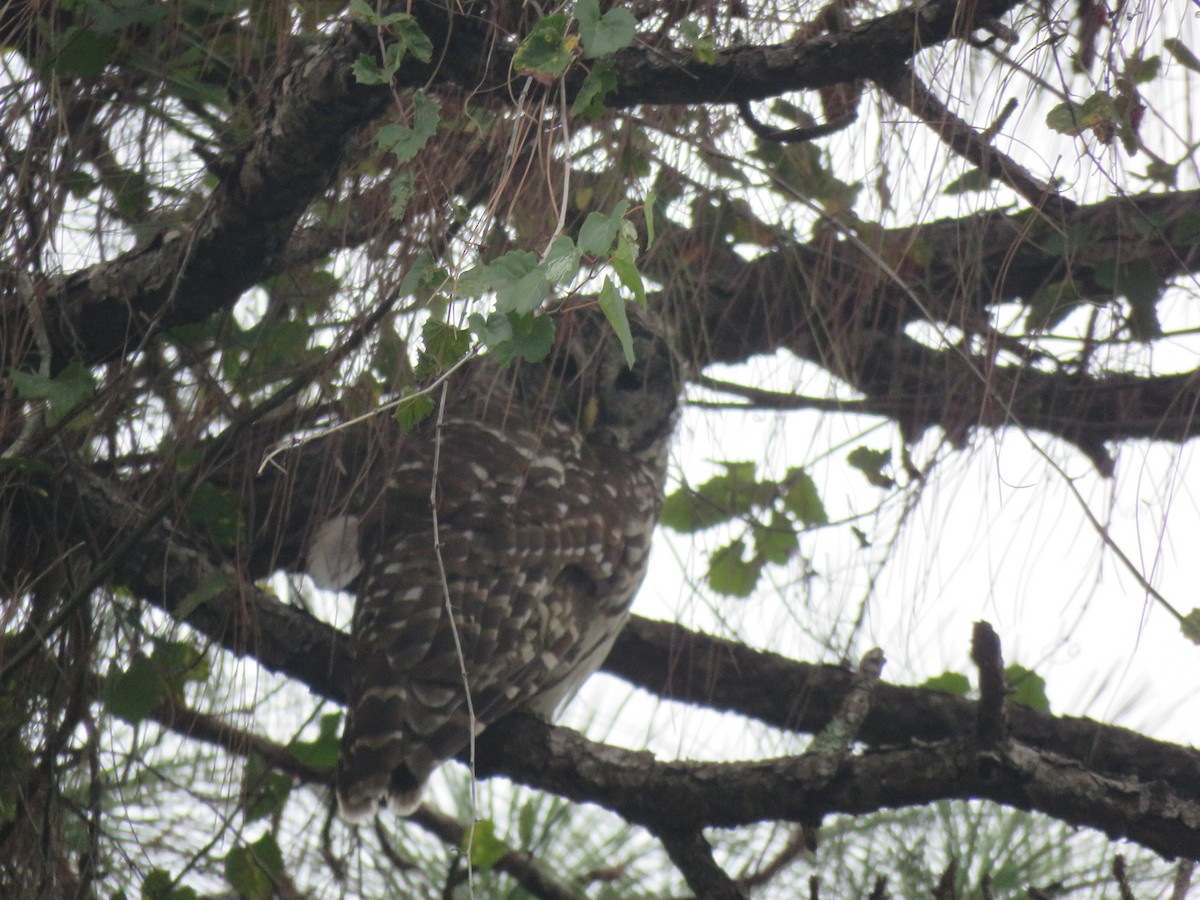 Barred Owl - ML484816241