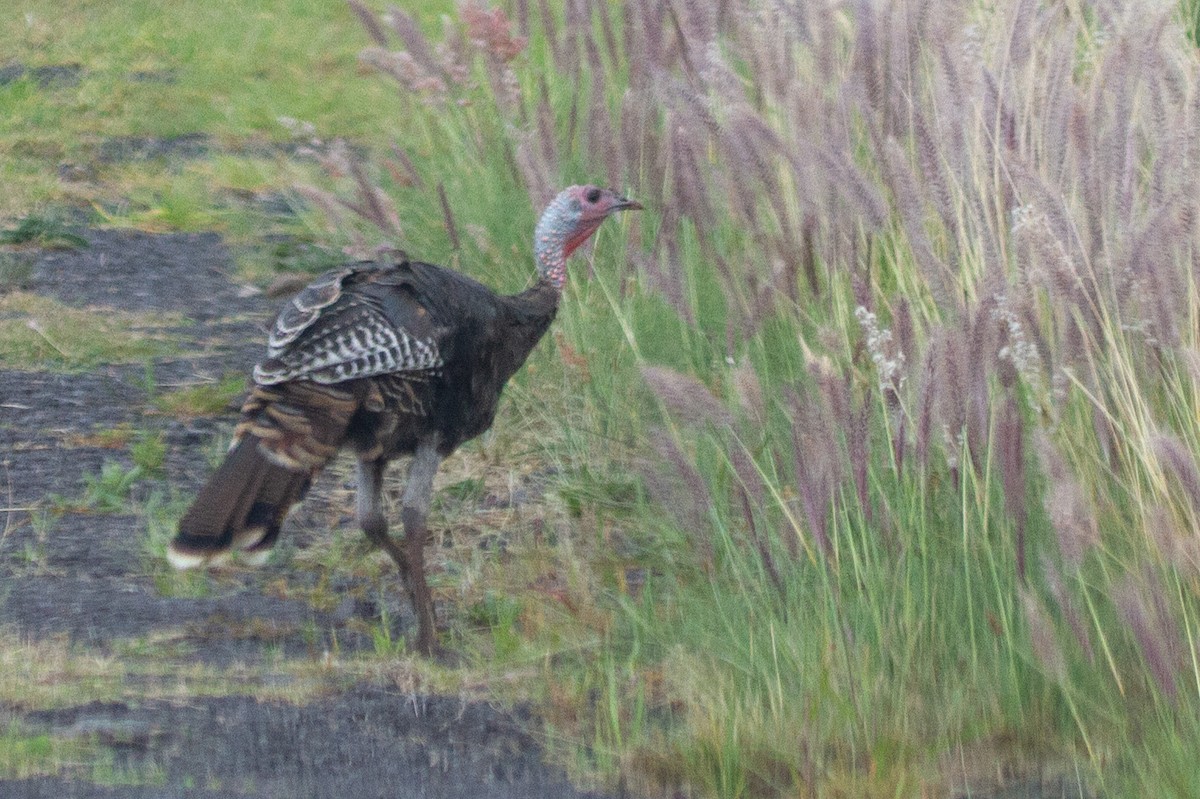 Wild Turkey - ML484816281