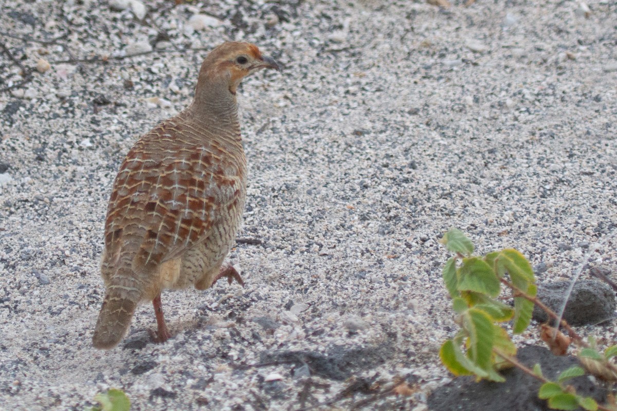 Gray Francolin - ML484816881