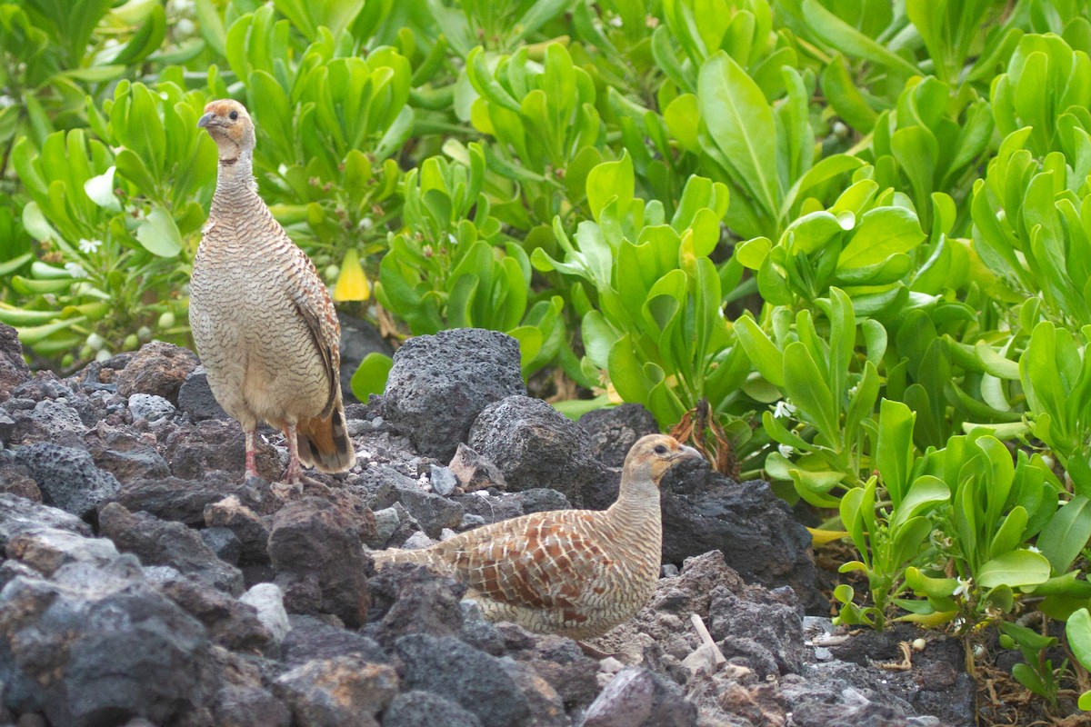 Gray Francolin - ML484816891