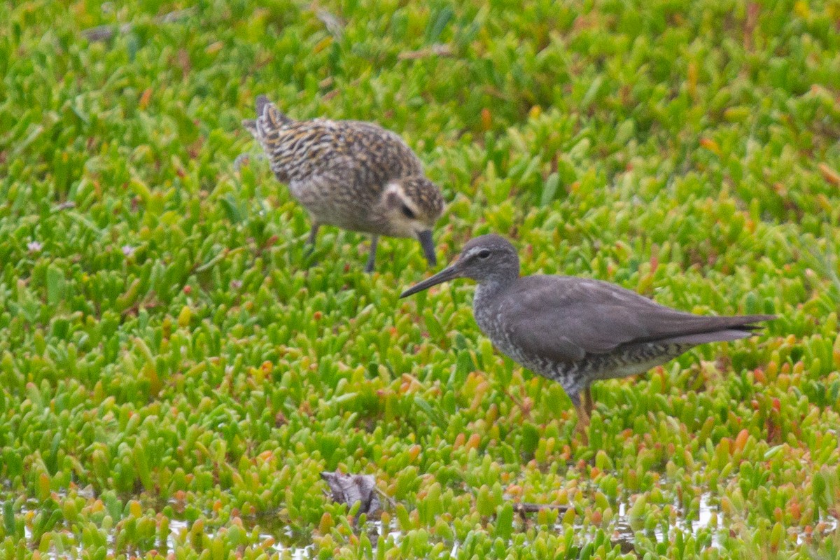 Wandering Tattler - ML484816971