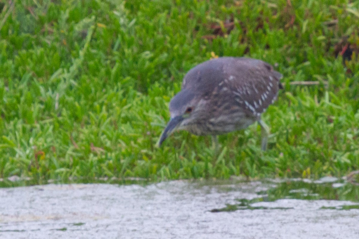 Black-crowned Night Heron (American) - ML484816991