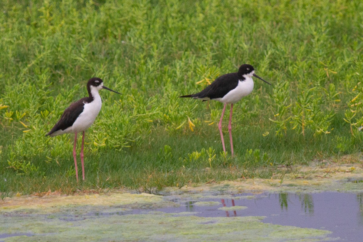 Black-necked Stilt (Hawaiian) - ML484817011