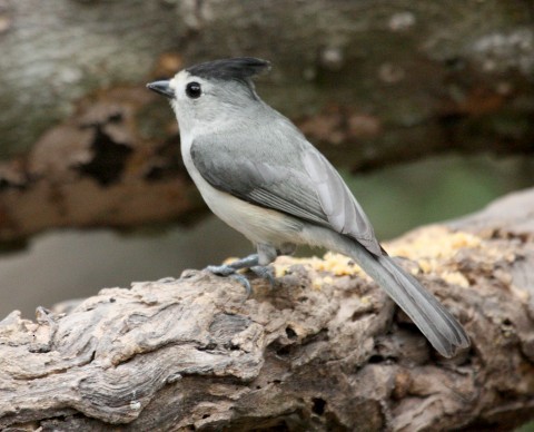 Black-crested Titmouse - John Cassady