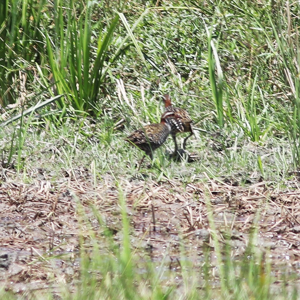 Buff-banded Rail - ML484817171