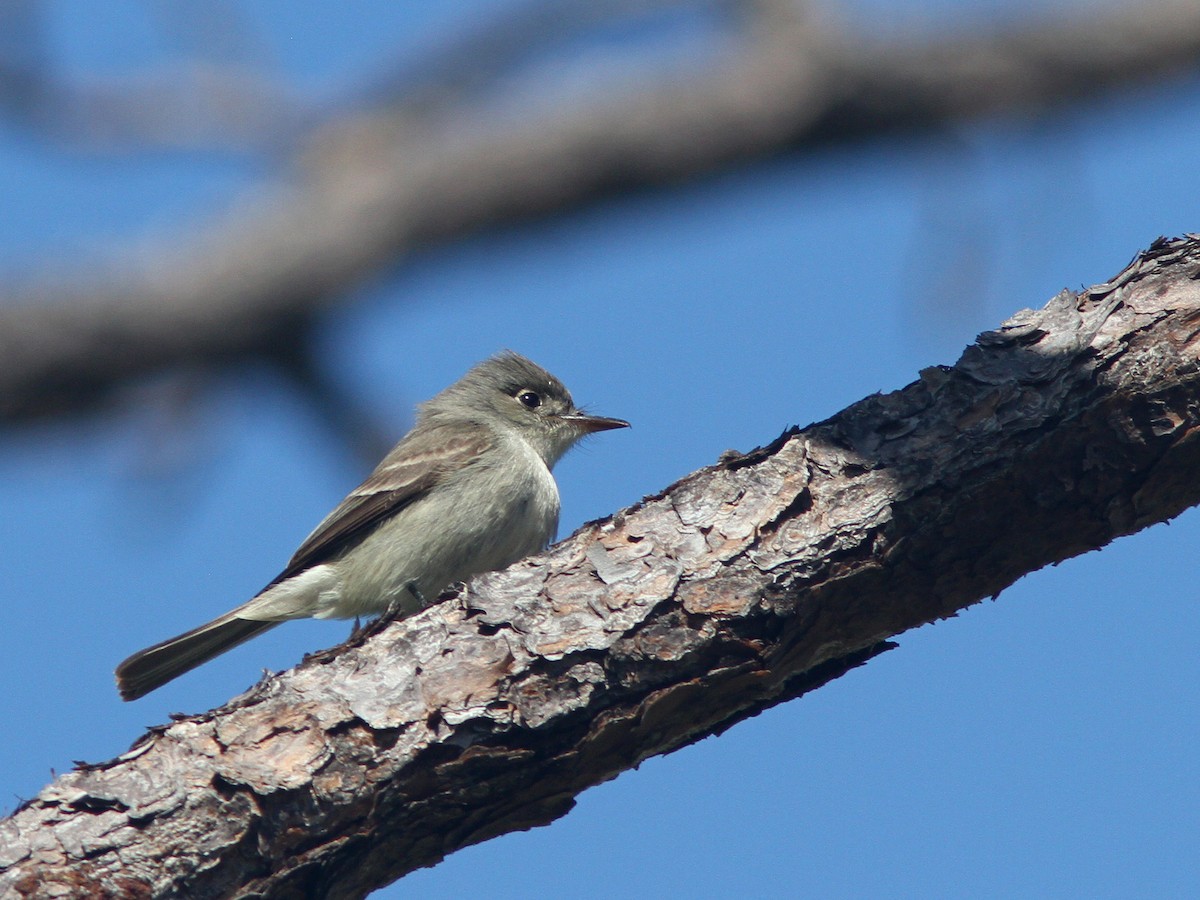 Cuban Pewee - Larry Therrien