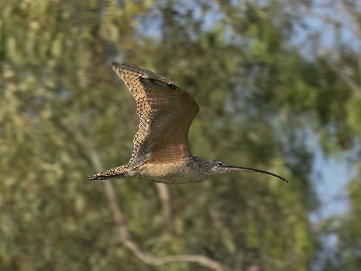 Long-billed Curlew - ML484818331