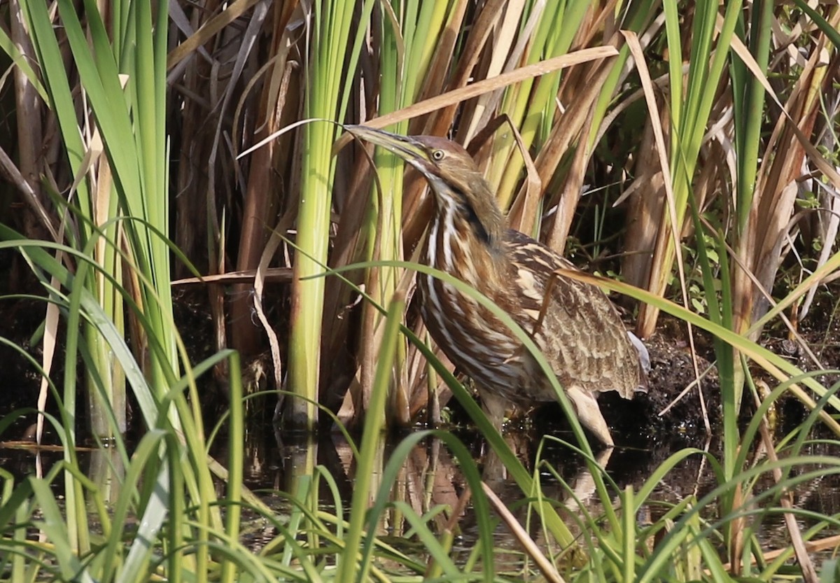 American Bittern - ML484818711