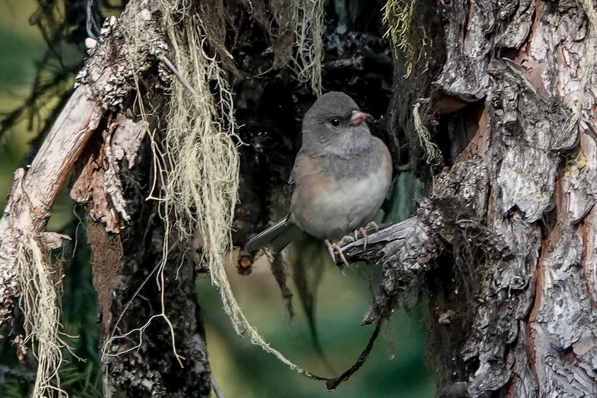 Dark-eyed Junco - Brian Pendleton