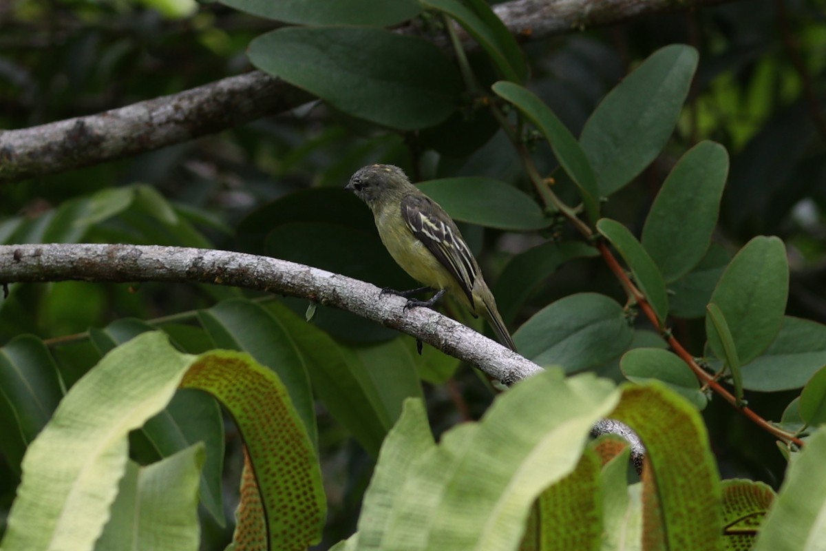Yellow-crowned Tyrannulet - ML484819411