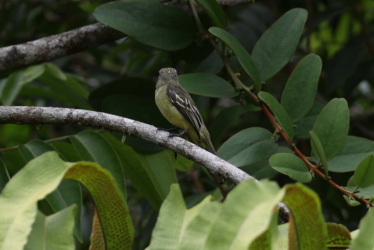Yellow-crowned Tyrannulet - ML484819421