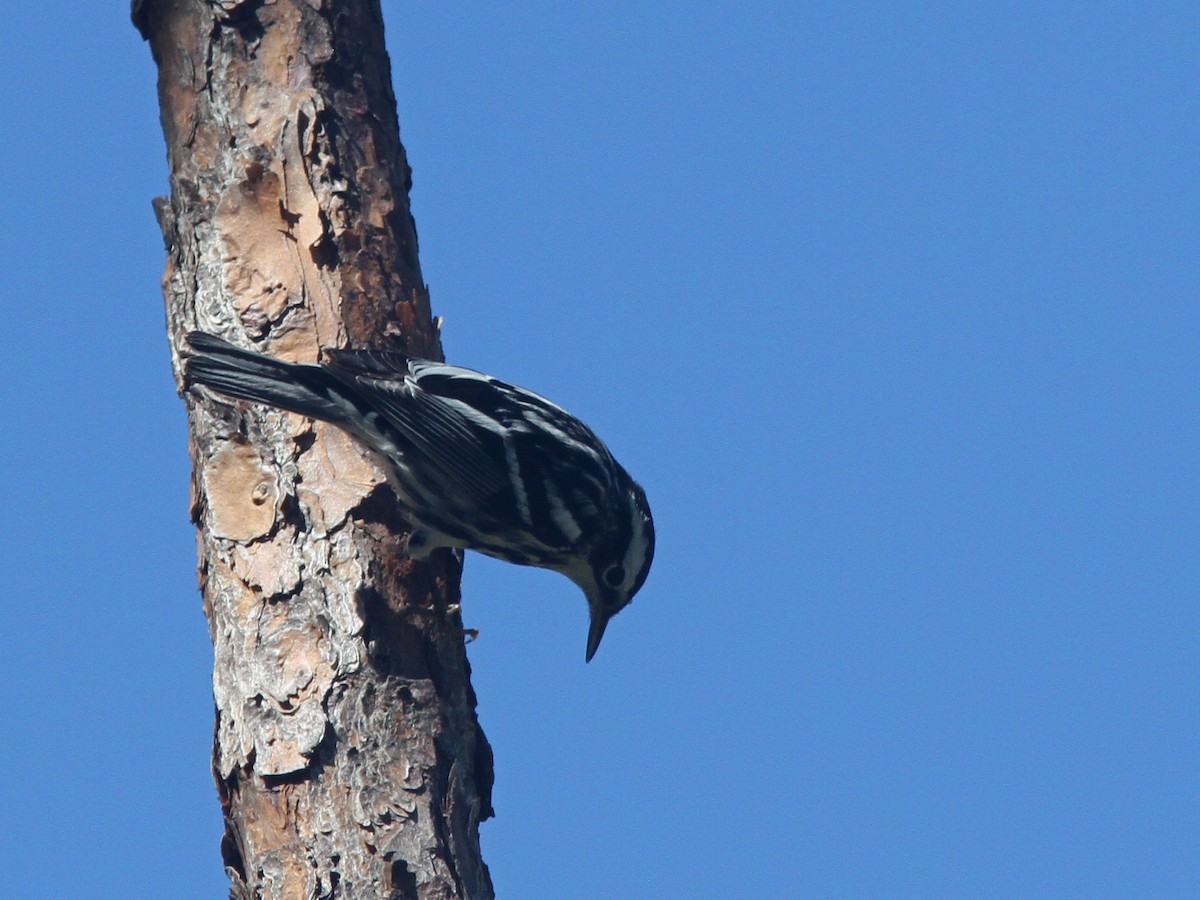 Black-and-white Warbler - Larry Therrien