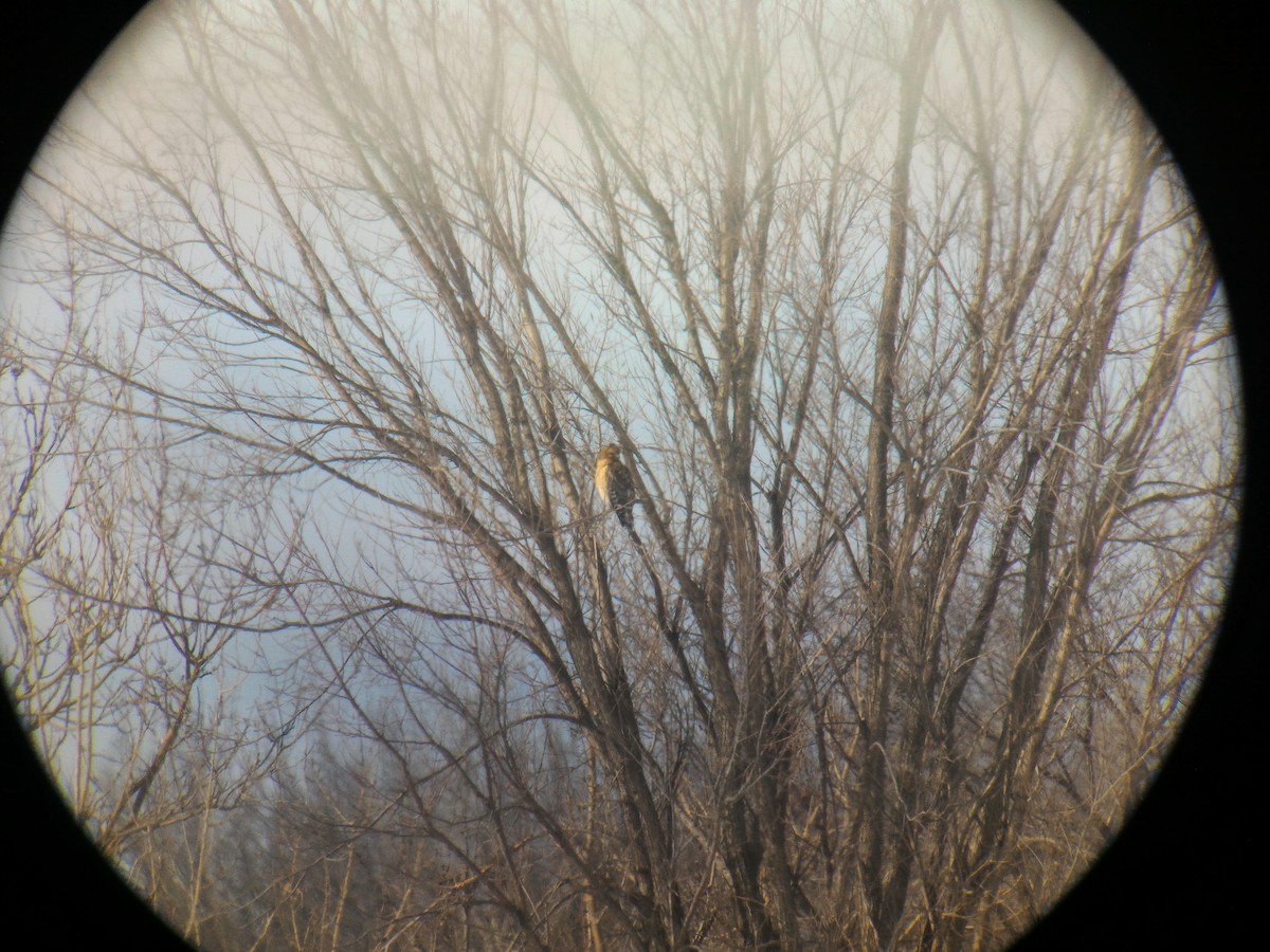 Red-shouldered Hawk - ML48482031