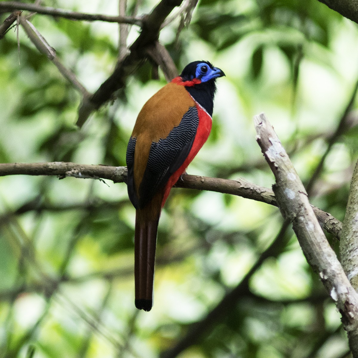 Red-naped Trogon - Gary Rosenberg