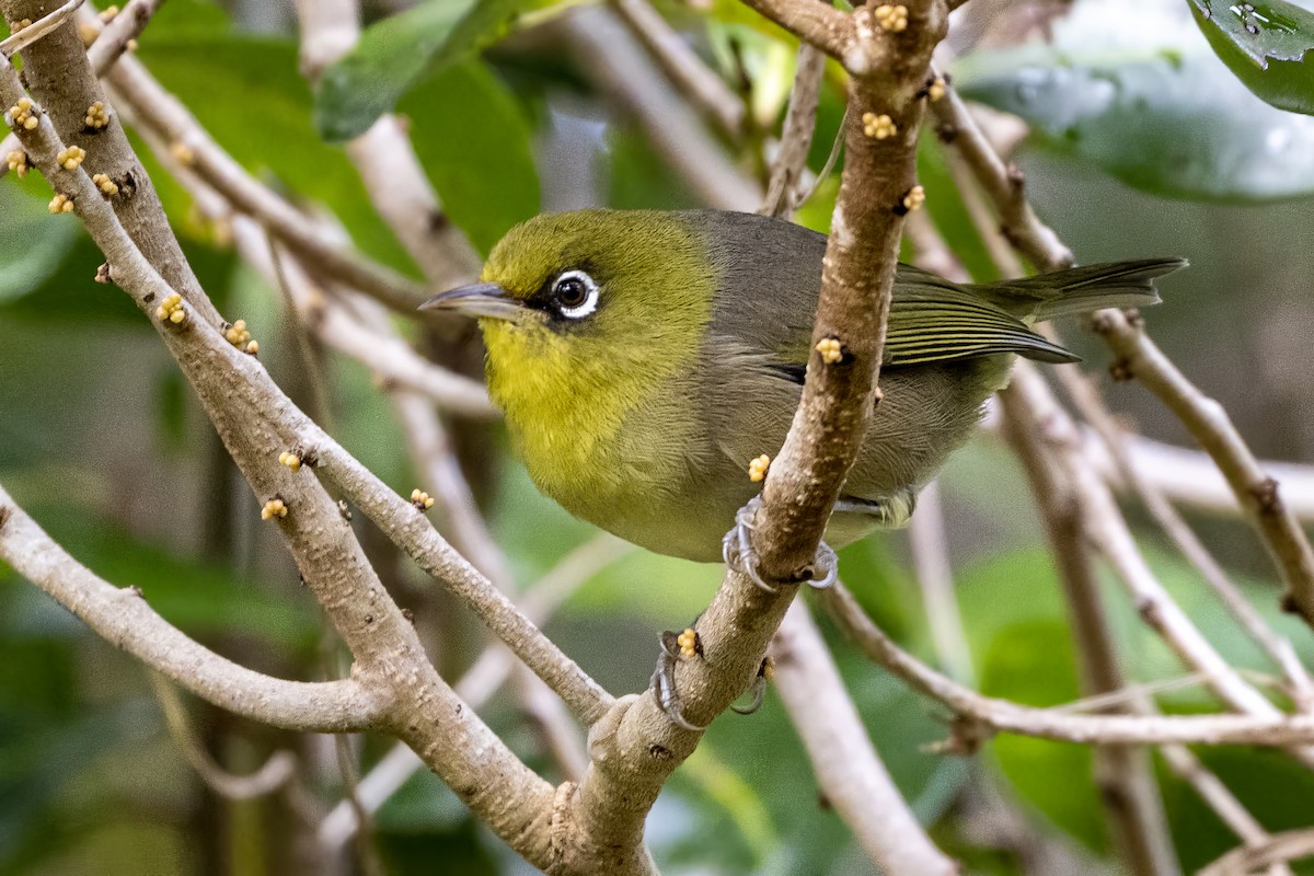 Silvereye - ML484822241