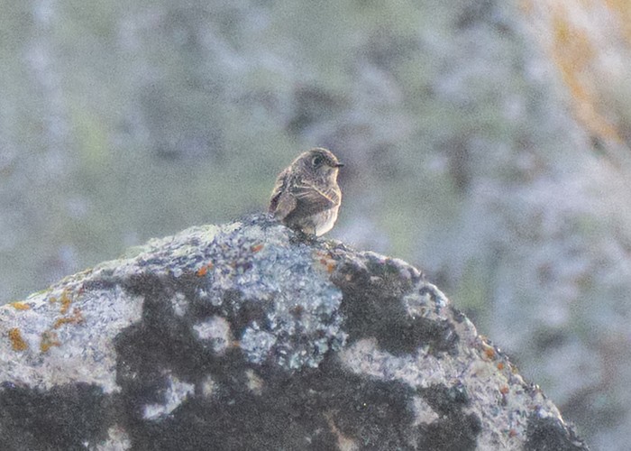 Gray-streaked Flycatcher - ML484825151