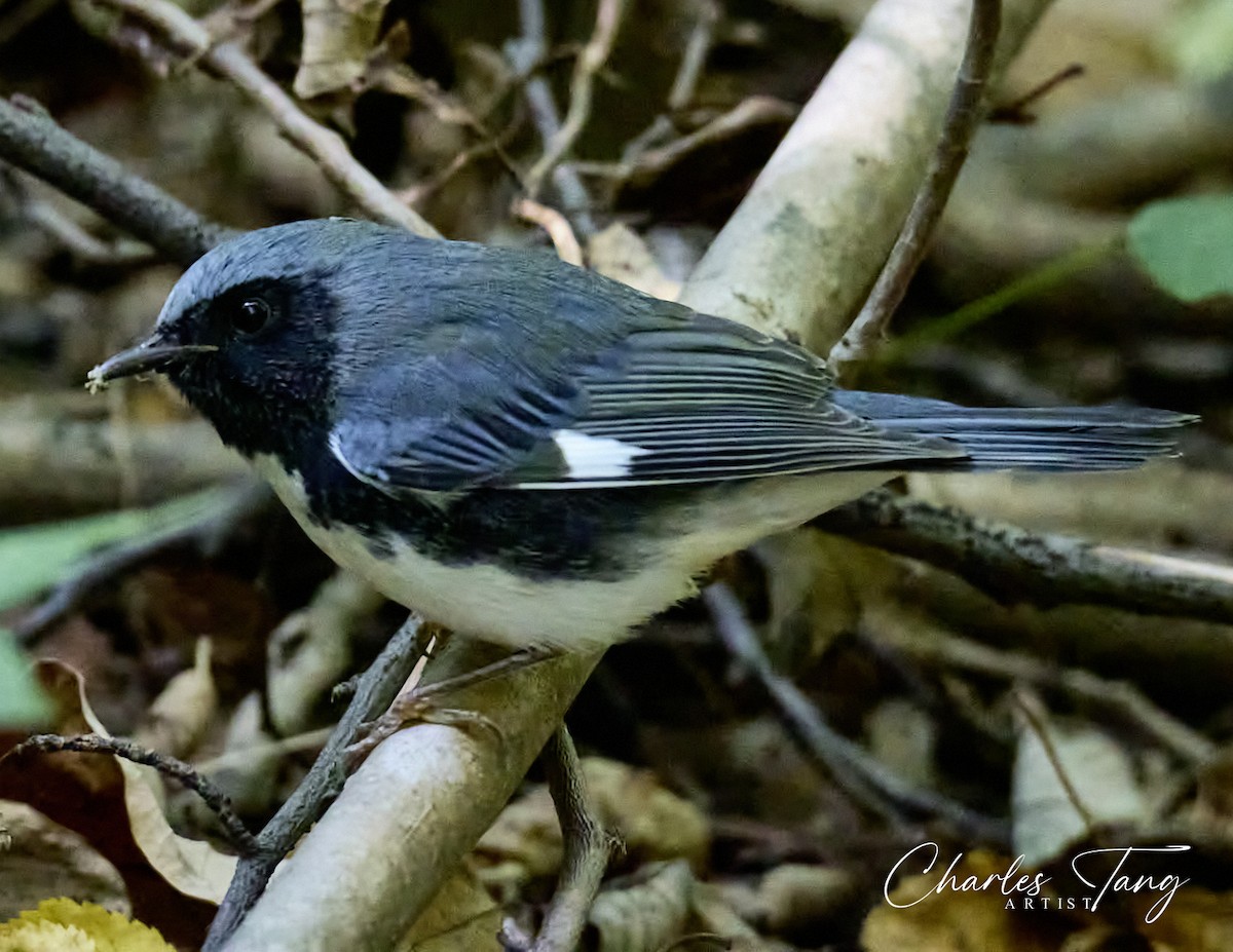 Black-throated Blue Warbler - Charles Tang