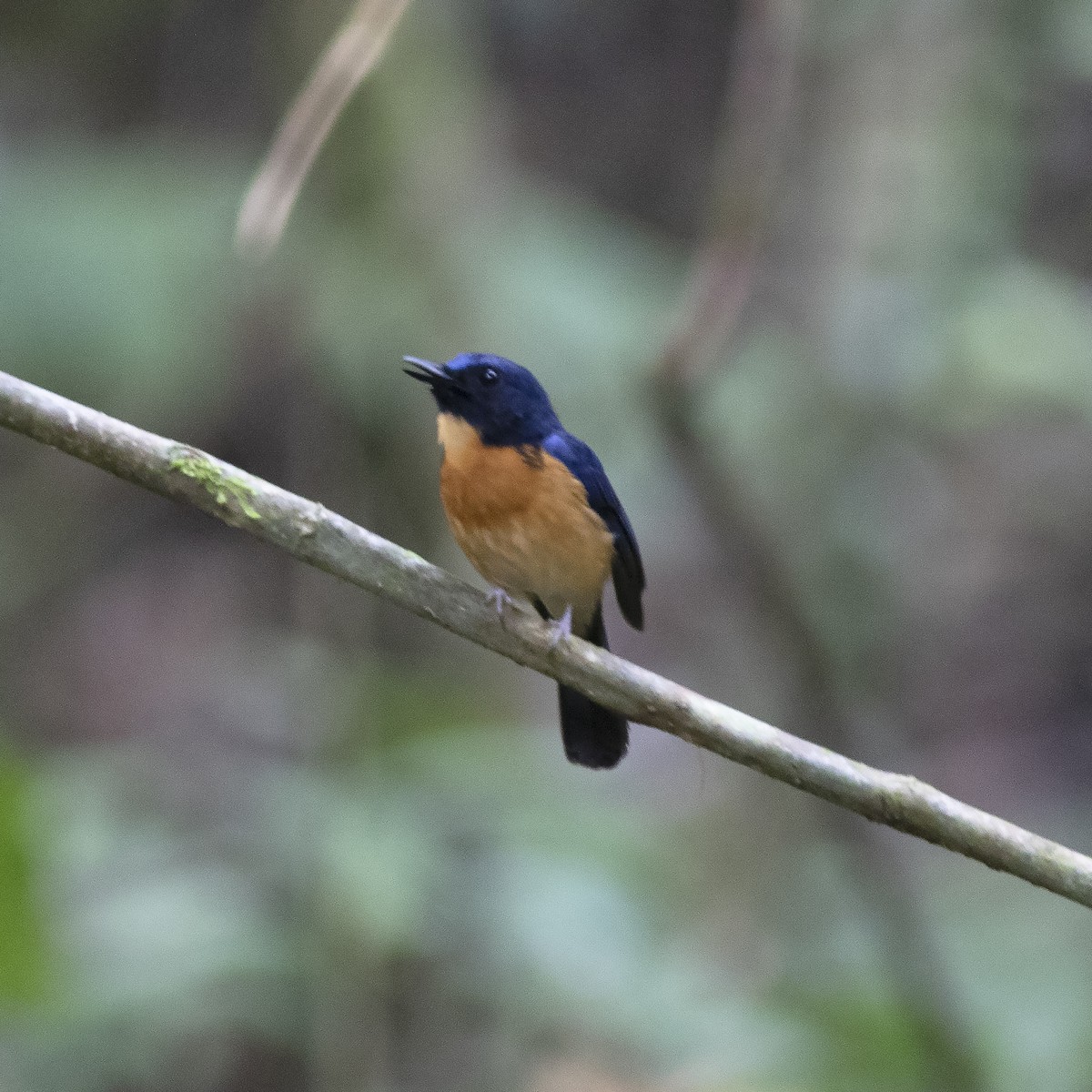 Sunda Blue Flycatcher - ML484826451