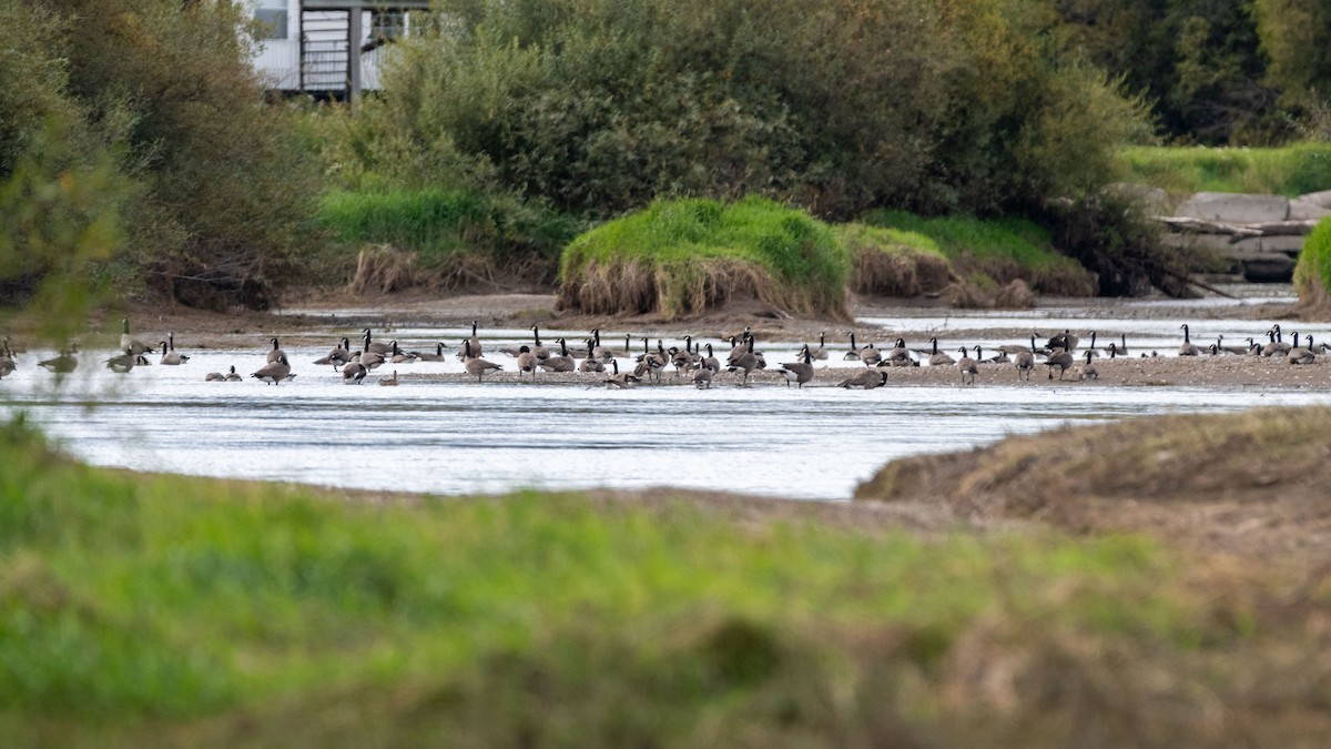 Canada Goose - ML484827521