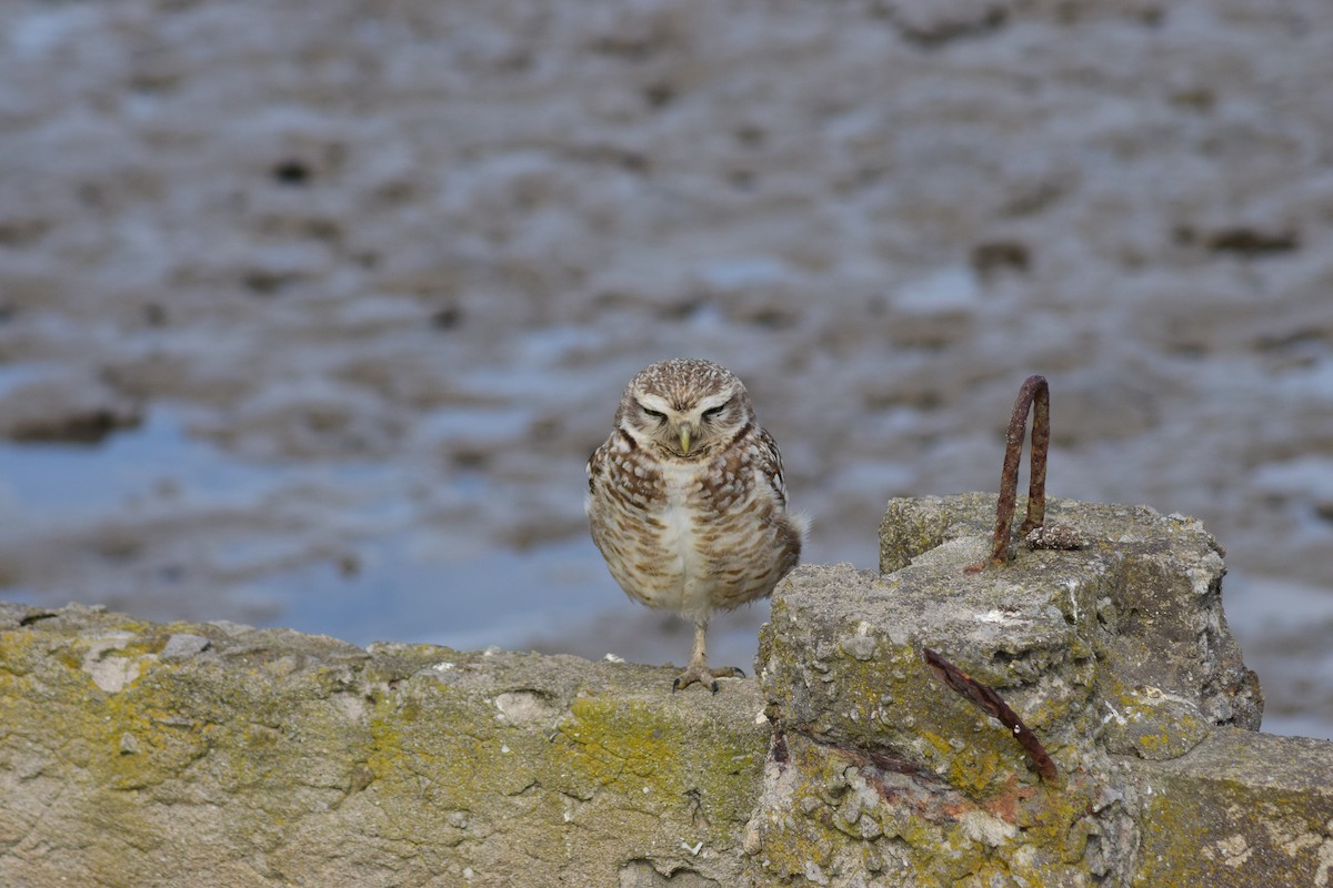 Burrowing Owl - Julieta Llanos