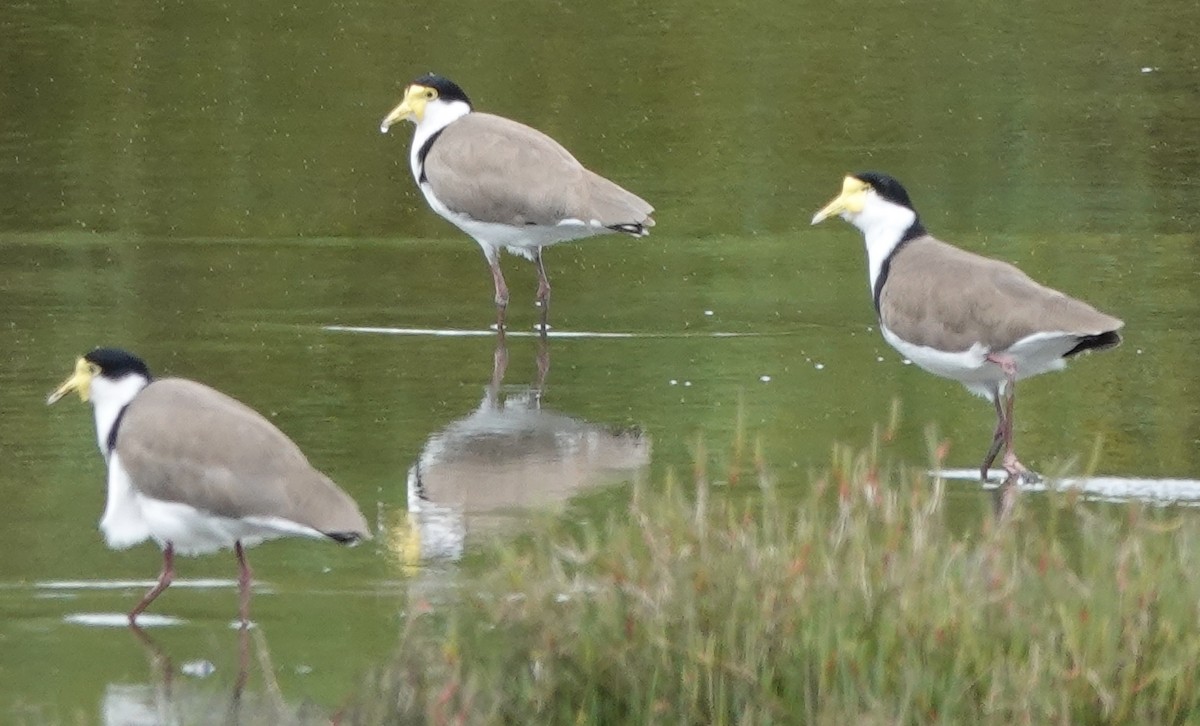 Masked Lapwing - ML484827781