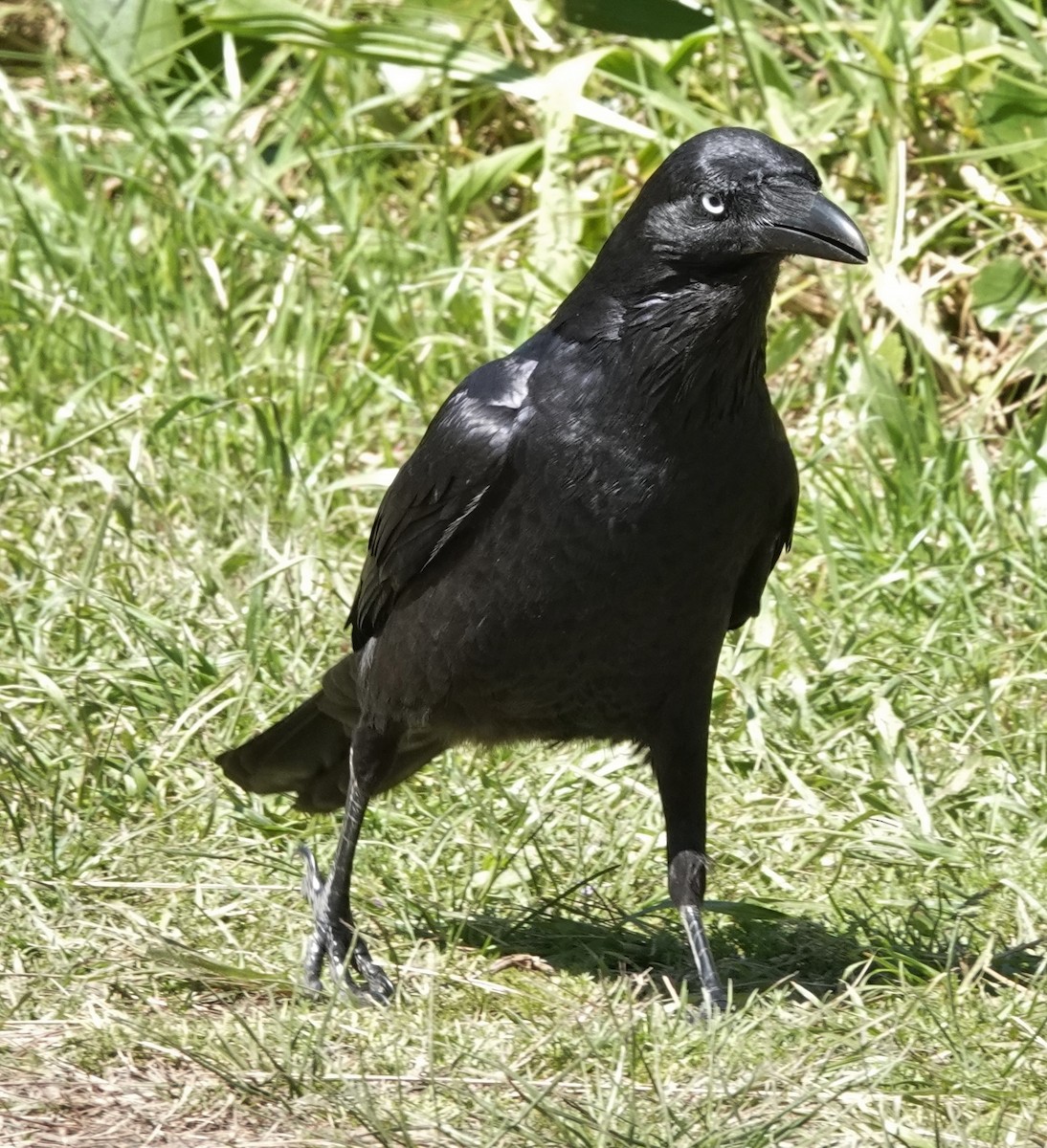 Australian Raven - ML484828091