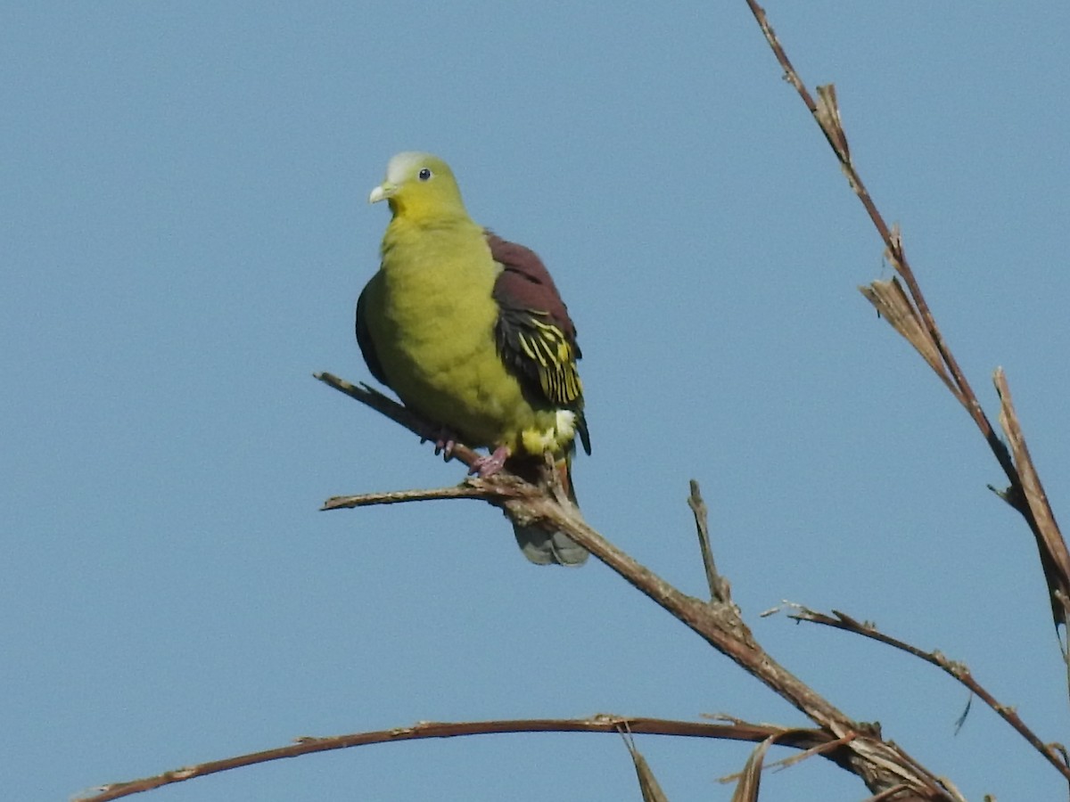 Gray-fronted Green-Pigeon - ML484829931