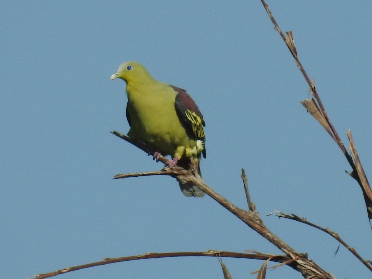Gray-fronted Green-Pigeon - ML484829941