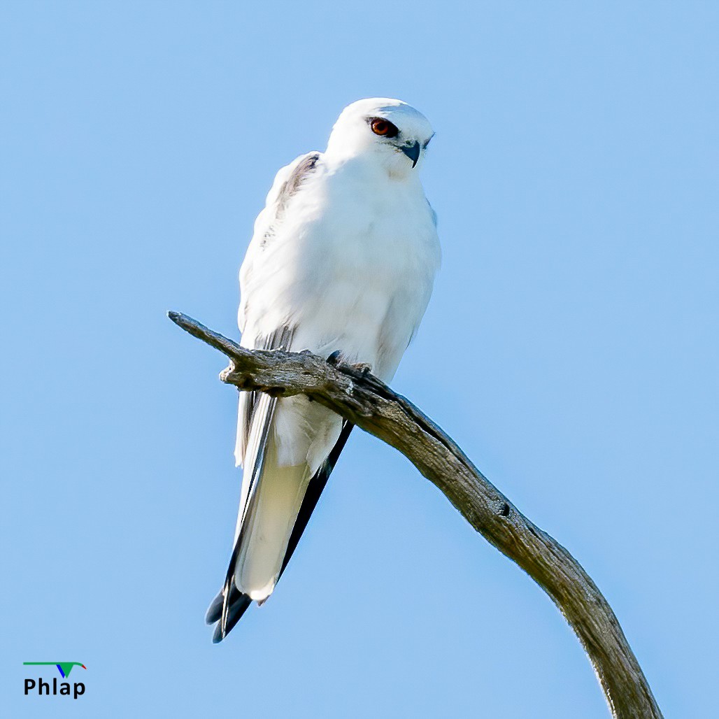 Black-shouldered Kite - ML484830591