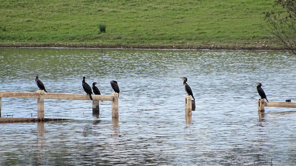 Great Cormorant - ML484830881