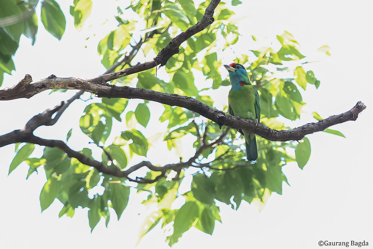 Blue-throated Barbet - Gaurang Bagda