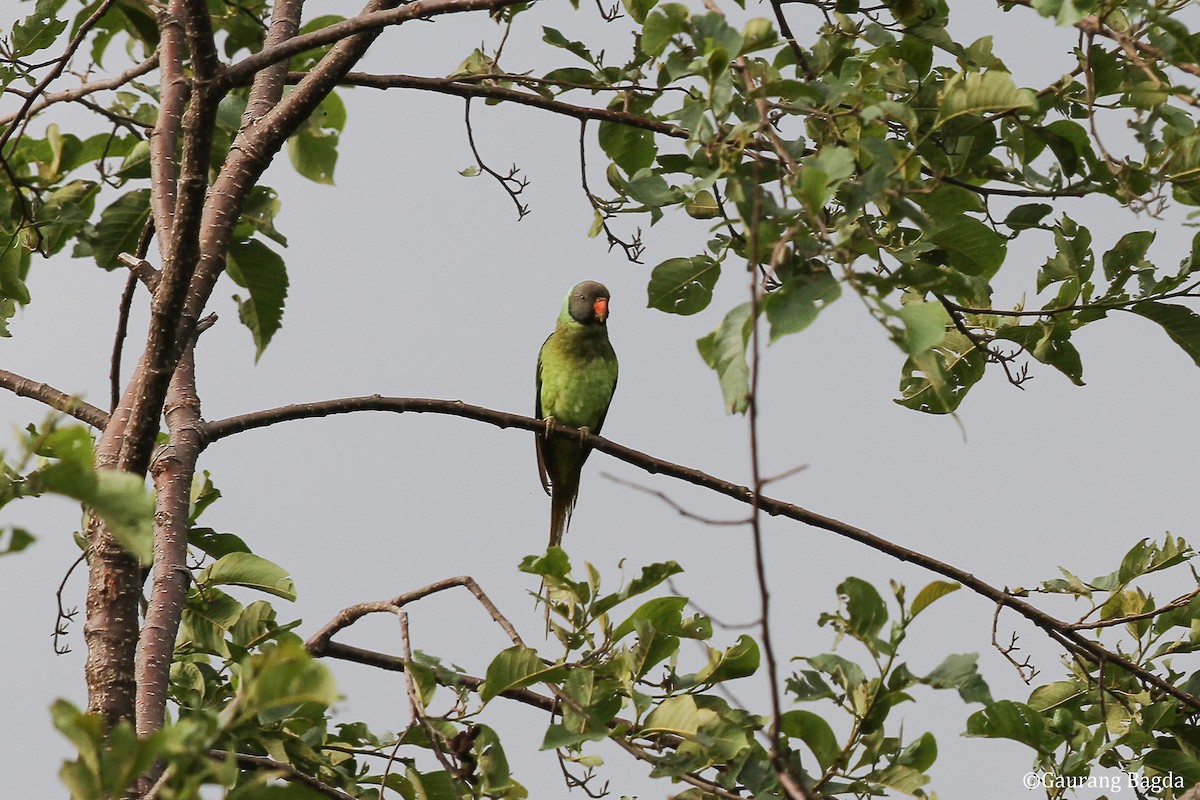 Slaty-headed Parakeet - ML484831671