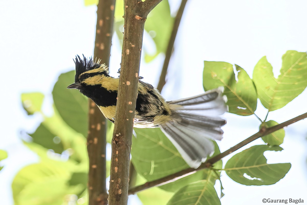 Himalayan Black-lored Tit - ML484831971