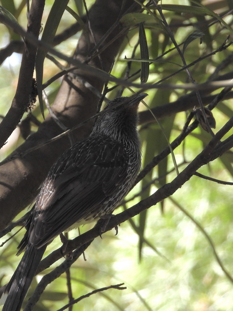 Little Wattlebird - ML484833241