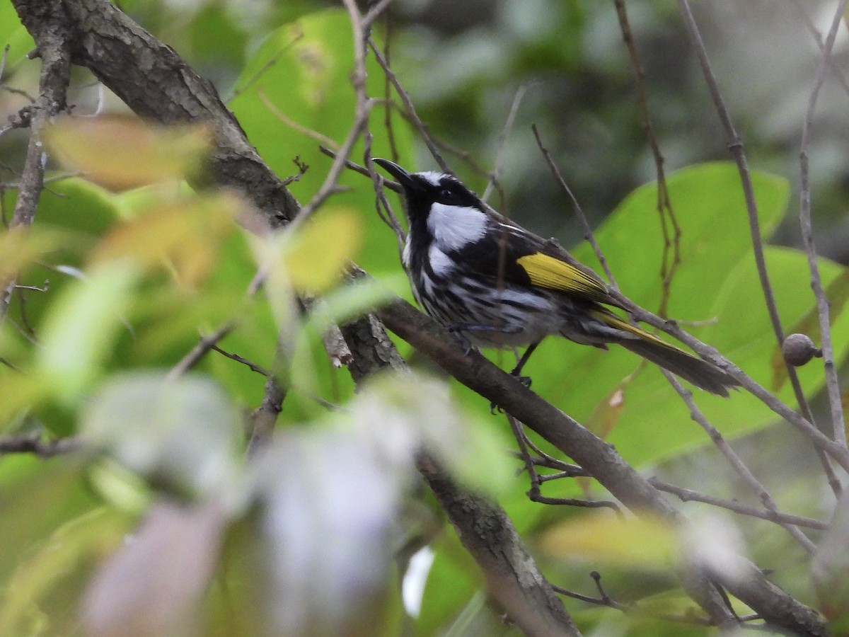 White-cheeked Honeyeater - ML484833291